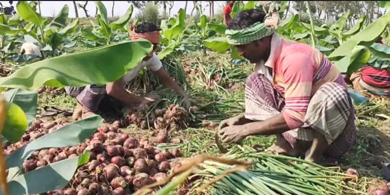 মেহেরপুরে পেঁয়াজের ভরা মৌসুমেও দাম ধসে দিশেহারা কৃষকরা