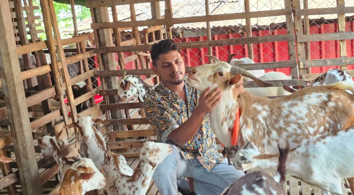 বিদেশি ছাগল পালনে তাক লাগিয়েছেন শ্রীপুরের ফরিদ, বছরে আয় ১৫ লাখ