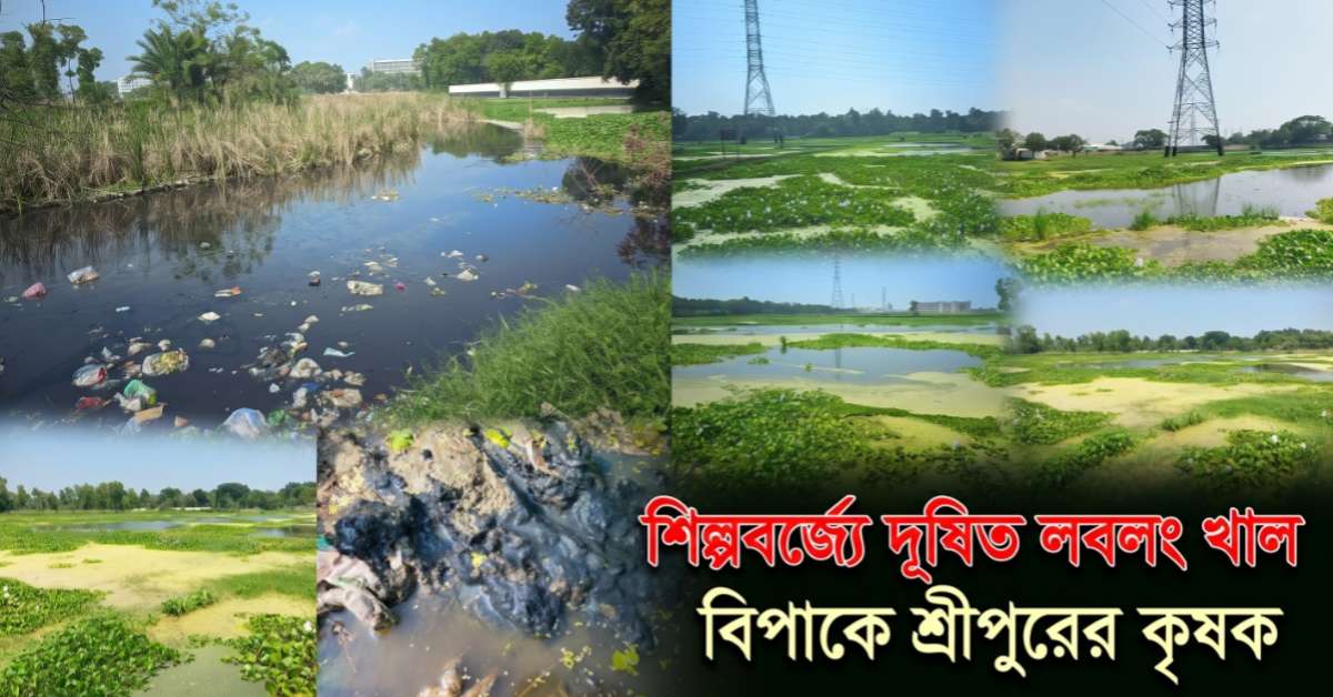 শিল্পবর্জ্যে দূষিত লবলং খাল, বিপাকে শ্রীপুরের কৃষক